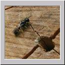 Crossocerus quadrimaculatus - Grabwespe m02 7mm.jpg